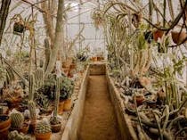 Visit the world's first Cactarium at Moorten Botanical Gardens
